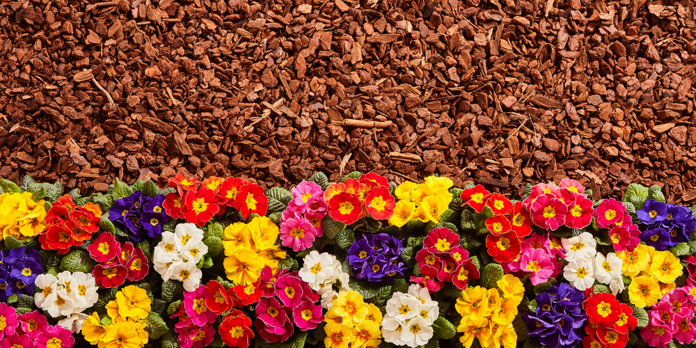 Mulch and Vibrant Flowers